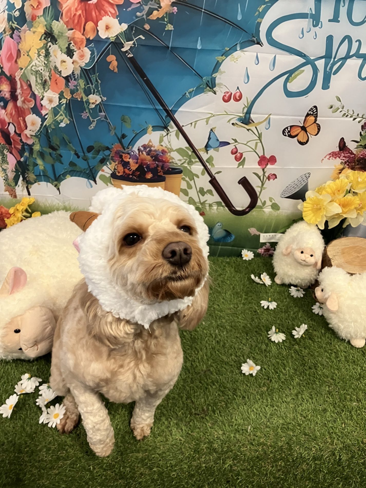 A dog in a woolly lamb hat on a spring photo set with an umbrella and flowers