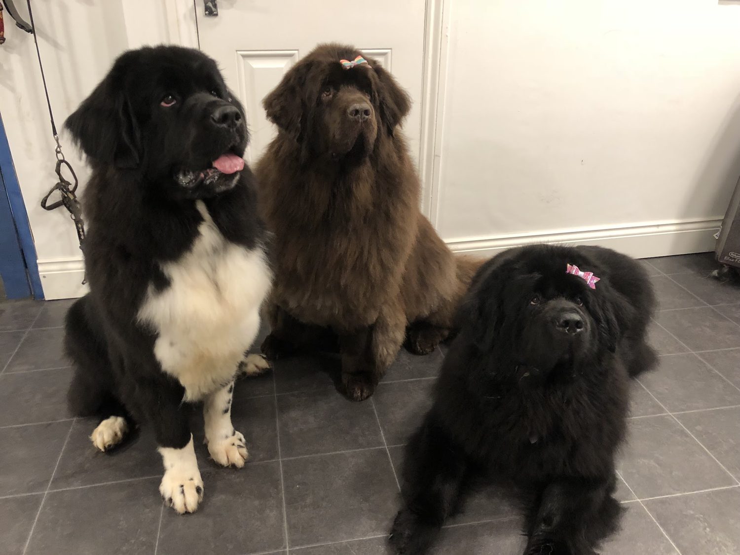 Three Newfoundland dogs sitting in the salon
