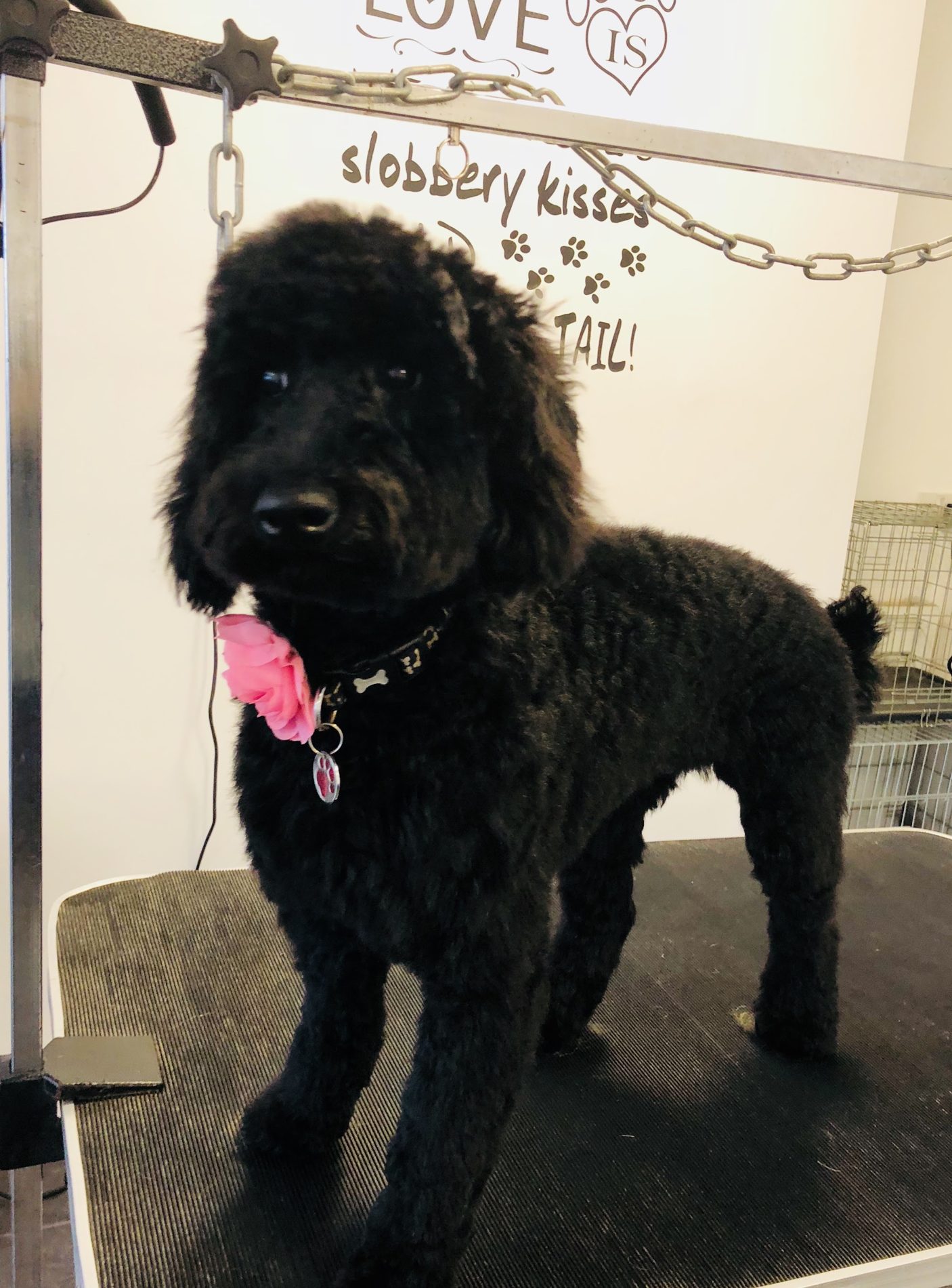 A black poodle with a pink flower on the grooming table below a wall quote
