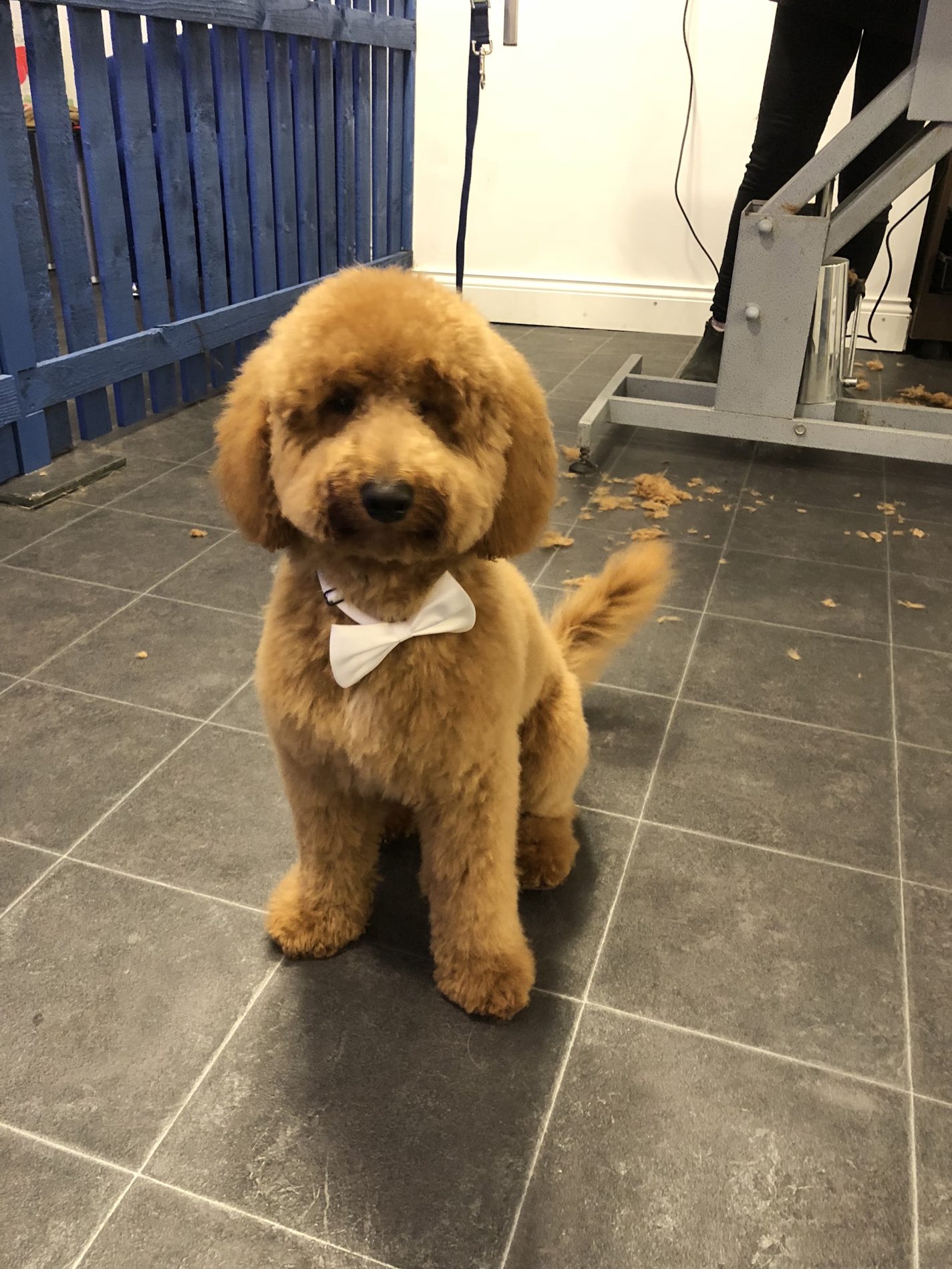 A groomed apricot cockapoo wearing a white bow tie