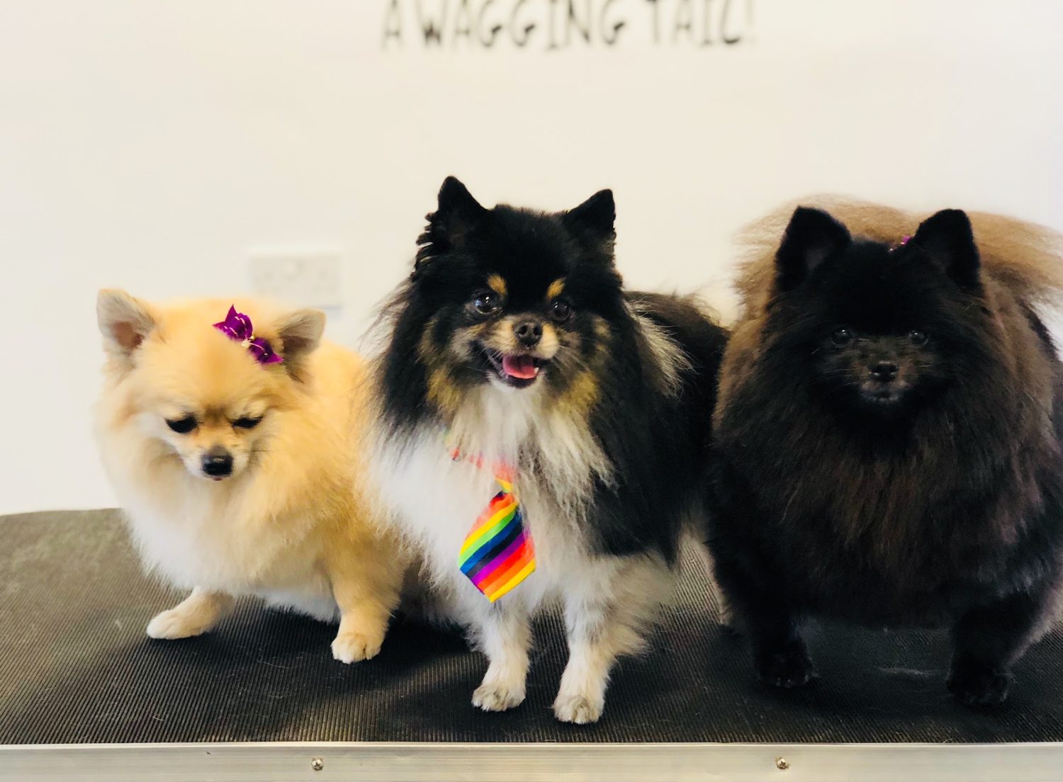 Three Pomeranians on the table beneath an A wagging tail wall sign