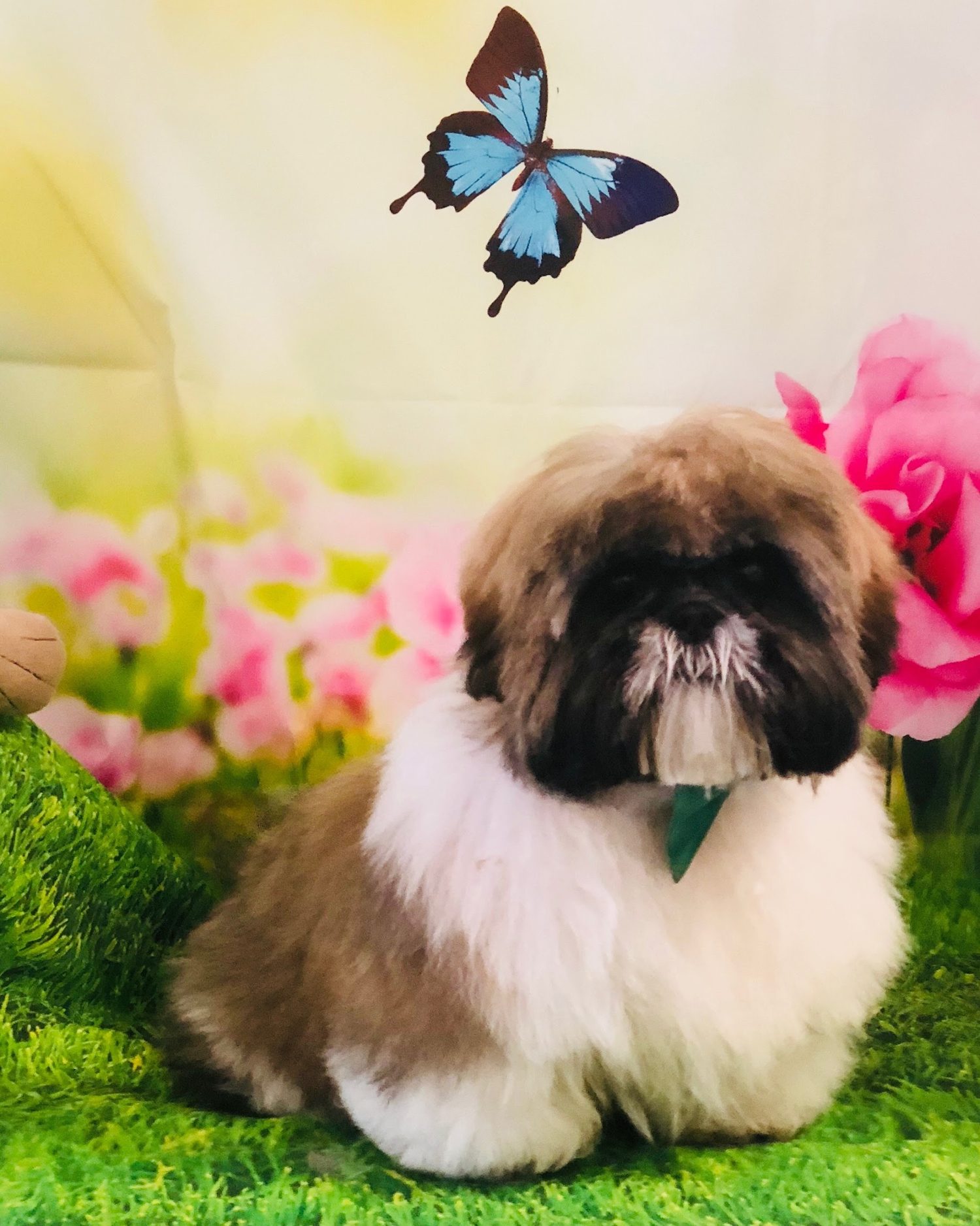 A Shih Tzu sitting on a butterfly meadow photo backdrop